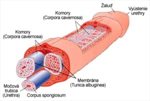 vznik-erekcie